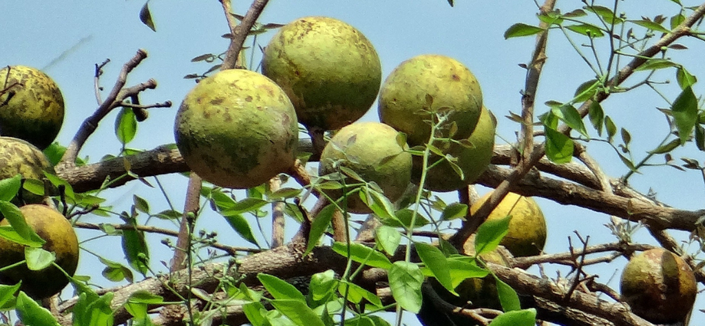 A Comprehensive Guide on Bael Fruit: Benefits and Precautions