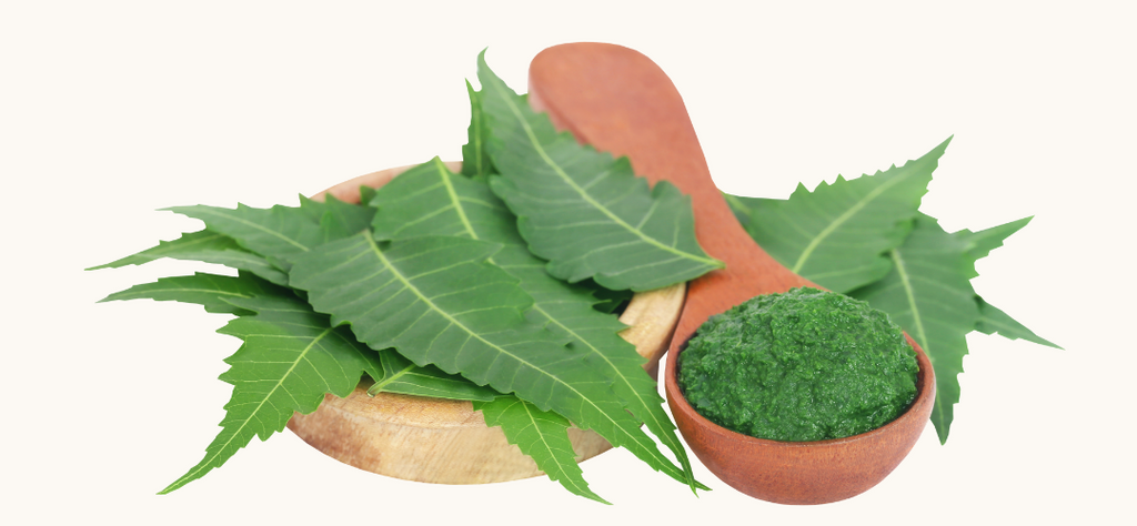 Neem's Wonders: Unveiling Its Medicinal Marvels, Benefits, and Innovative Method's