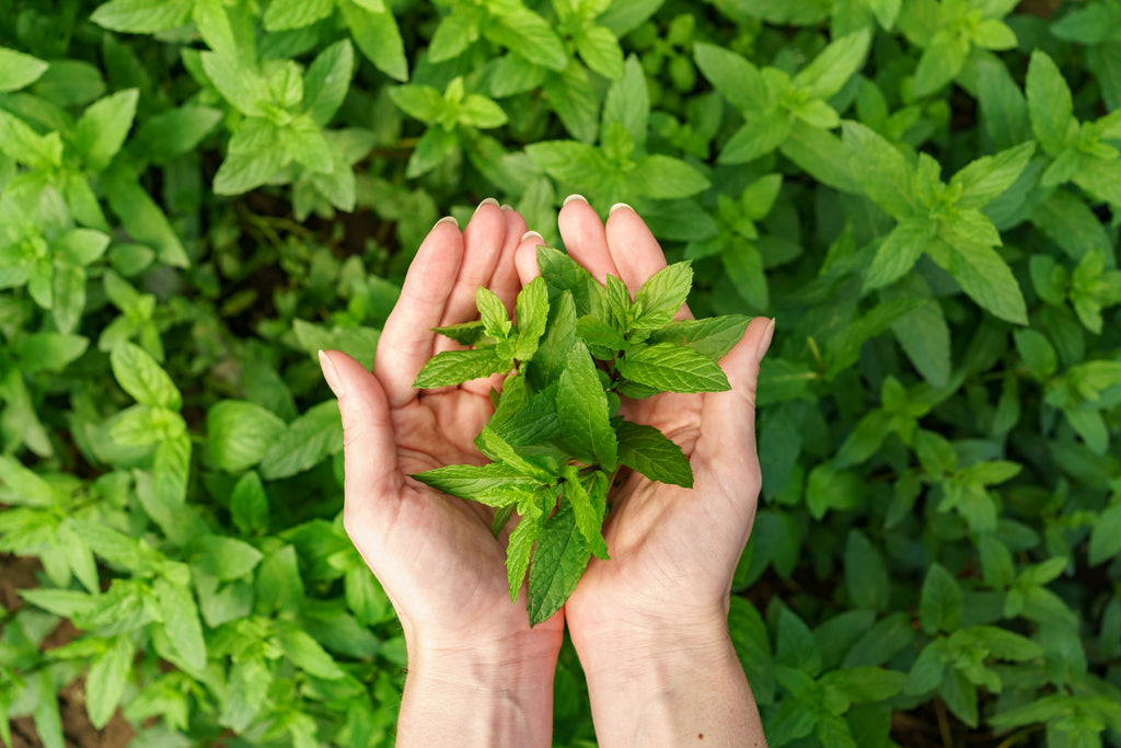Tulsi (Holy Basil): Ayurveda's Ancient Remedy For Better Health
